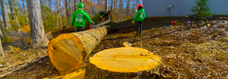 1slider Tree Cutting 2