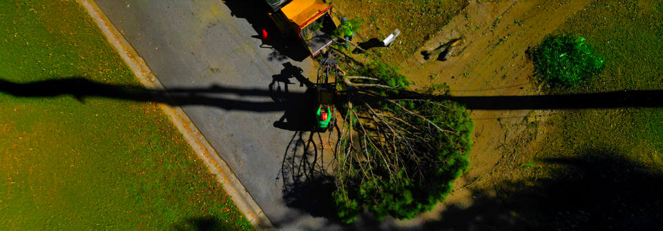 1slider Tree Cutting