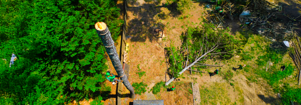 1slider Tree Removal 1