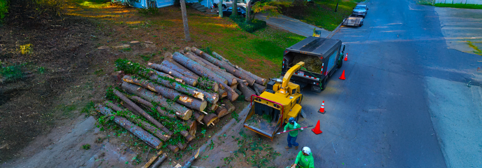 1slider Tree Removal 2